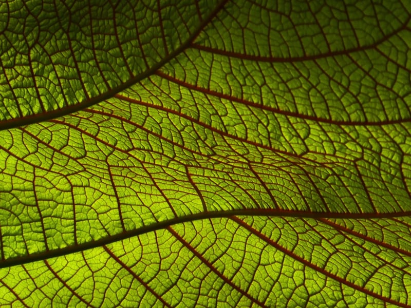 Leaf Patterns