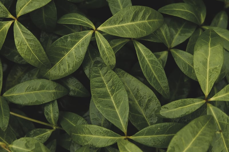 Leafy Patterns