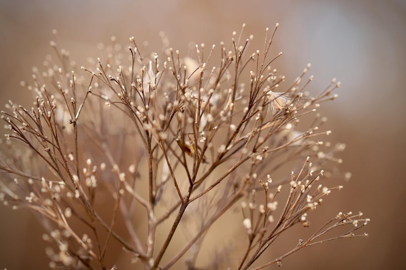 Flowering Plant Decor